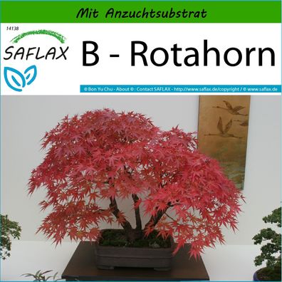 SAFLAX - B - Rotahorn - Acer - 20 Samen