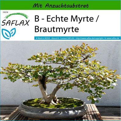 SAFLAX - B - Echte Myrte / Brautmyrte - Myrtus - 30 Samen