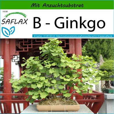 SAFLAX - B - Ginkgo - Ginkgo - 4 Samen