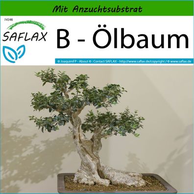 SAFLAX - B - Ölbaum - Olea - 20 Samen