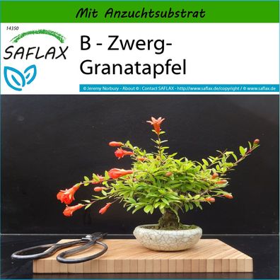 SAFLAX - B - Zwerg-Granatapfel - Punica - 50 Samen