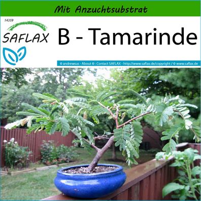 SAFLAX - B - Tamarinde - Tamarindus - 4 Samen