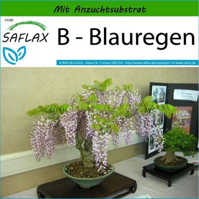 SAFLAX - B - Blauregen - Wisteria - 4 Samen