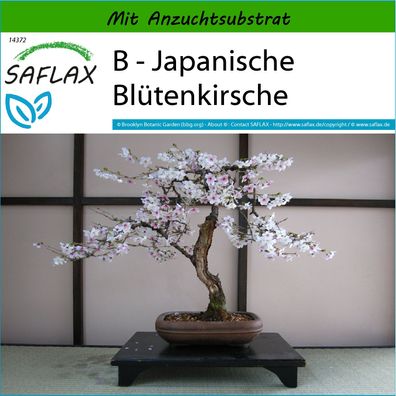 SAFLAX - B - Japanische Blütenkirsche - Prunus - 30 Samen