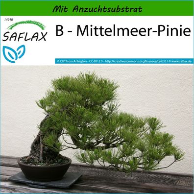 SAFLAX - B - Mittelmeer-Pinie - Pinus - 6 Samen