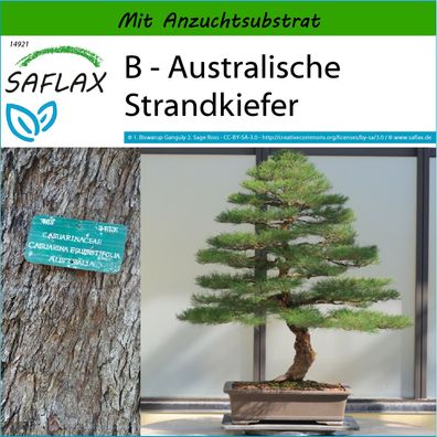 SAFLAX - B - Australische Strandkiefer - Casuarina - 200 Samen