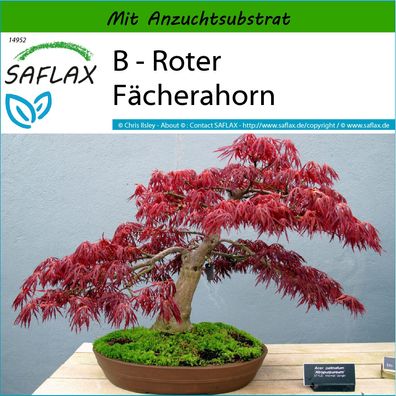 SAFLAX - B - Roter Fächerahorn - Acer - 20 Samen