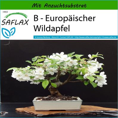 SAFLAX - B - Europäischer Wildapfel - Malus - 30 Samen