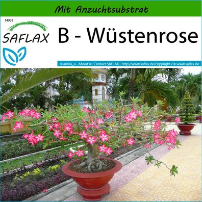 SAFLAX - B - Wüstenrose - Adenium - 8 Samen