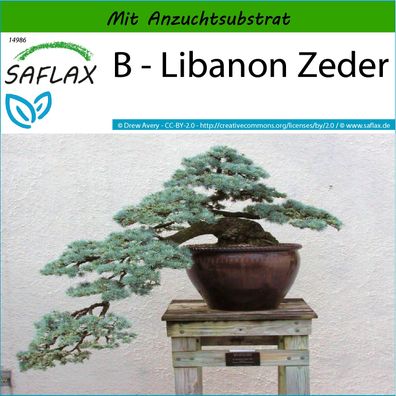 SAFLAX - B - Libanon Zeder - Cedrus - 20 Samen