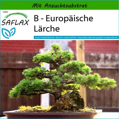 SAFLAX - B - Europäische Lärche - Larix - 75 Samen