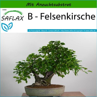 SAFLAX - B - Felsenkirsche - Prunus - 30 Samen