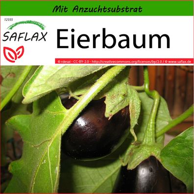 SAFLAX - Eierbaum - Solanum - 20 Samen