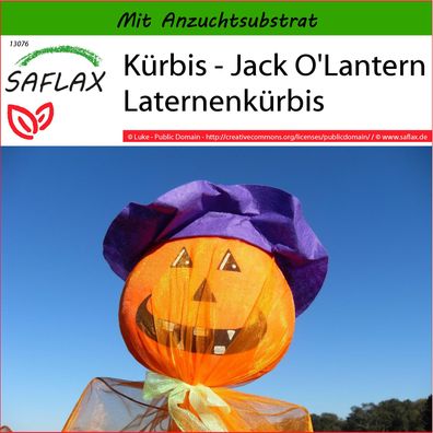 SAFLAX - Kürbis - Jack O'Lantern Laternenkürbis - Cucurbita - 10 Samen