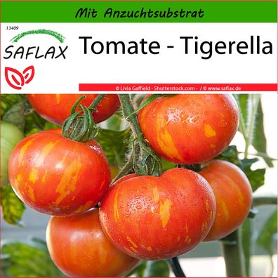 SAFLAX - Tomate - Tigerella - Lycopersicon - 10 Samen