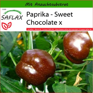 SAFLAX - Paprika - Sweet Chocolate x - Capsicum - 10 Samen
