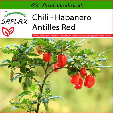 SAFLAX - Chili - Habanero Antilles Red - Capsicum - 10 Samen