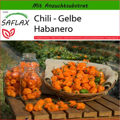 SAFLAX - Chili - Gelbe Habanero - Capsicum - 10 Samen
