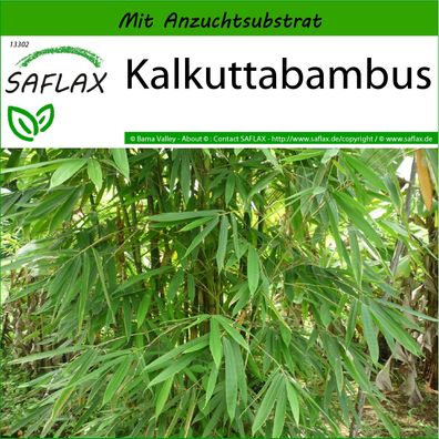 SAFLAX - Kalkuttabambus - Dendrocalamus - 50 Samen
