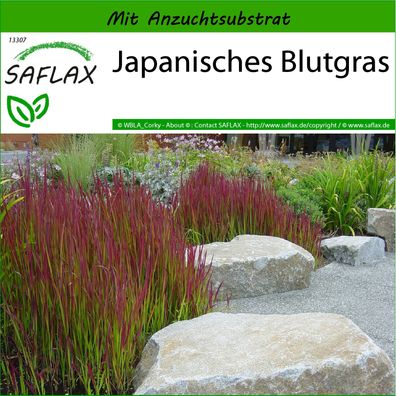 SAFLAX - Japanisches Blutgras - Imperata - 50 Samen