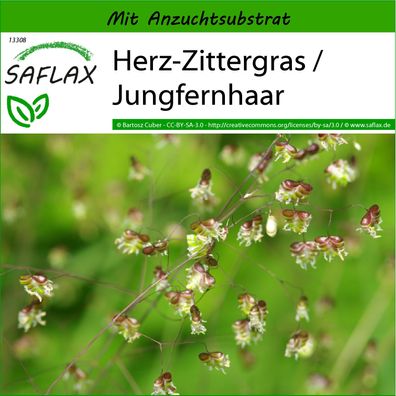 SAFLAX - Herz-Zittergras / Jungfernhaar - Briza - 75 Samen