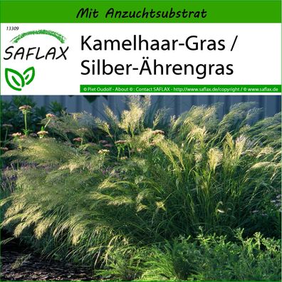 SAFLAX - Kamelhaar-Gras / Silber-Ährengras - Stipa - 50 Samen