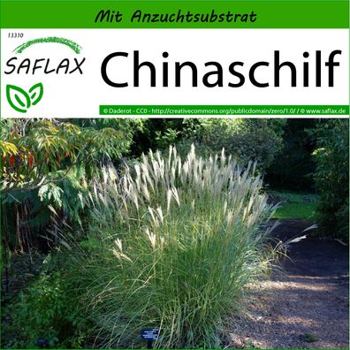 SAFLAX - Chinaschilf - Miscanthus - 200 Samen