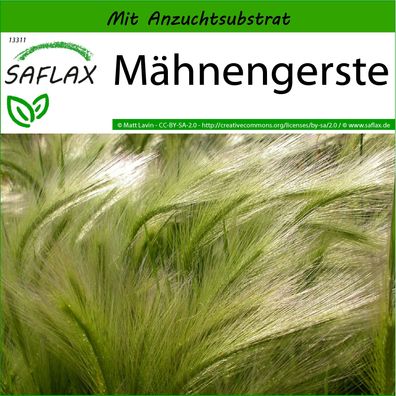 SAFLAX - Mähnengerste - Hordeum - 70 Samen