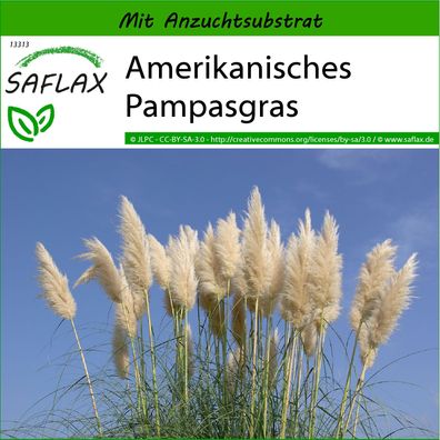SAFLAX - Amerikanisches Pampasgras - Cortaderia - 200 Samen