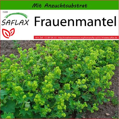 SAFLAX - Frauenmantel - Alchemilla - 100 Samen