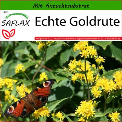 SAFLAX - Echte Goldrute - Solidago - 100 Samen