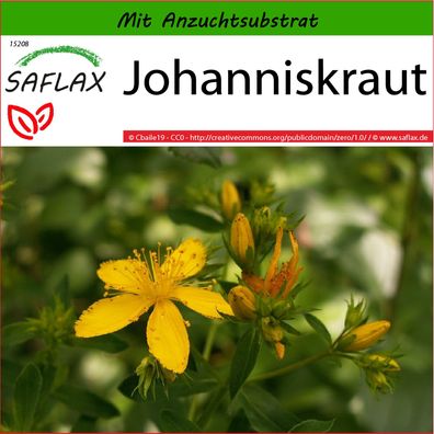 SAFLAX - Johanniskraut - Hypericum - 300 Samen