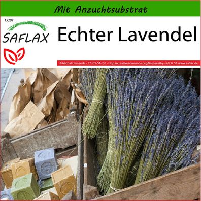 SAFLAX - Echter Lavendel - Lavandula - 150 Samen