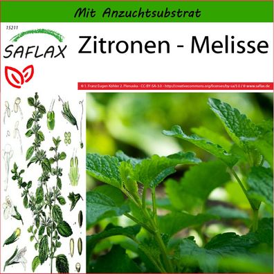SAFLAX - Zitronen - Melisse - Melissa - 150 Samen