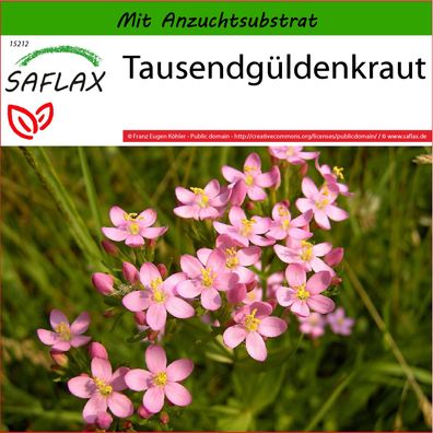 SAFLAX - Tausendgüldenkraut - Centaurium - 250 Samen