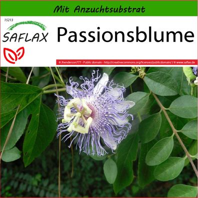 SAFLAX - Passionsblume - Passiflora - 5 Samen