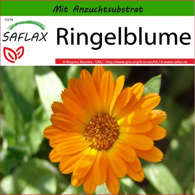 SAFLAX - Ringelblume - Calendula - 50 Samen
