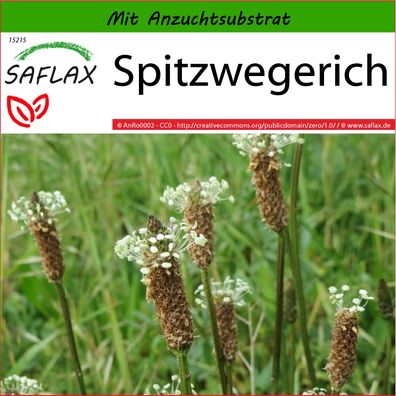 SAFLAX - Spitzwegerich - Plantago - 100 Samen