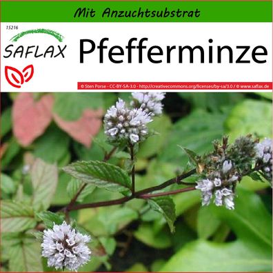 SAFLAX - Pfefferminze - Mentha - 300 Samen