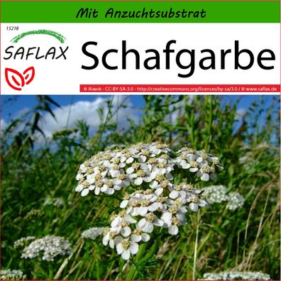 SAFLAX - Schafgarbe - Achillea - 200 Samen