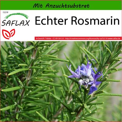 SAFLAX - Echter Rosmarin - Rosmarinus - 100 Samen