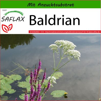 SAFLAX - Baldrian - Valeriana - 200 Samen