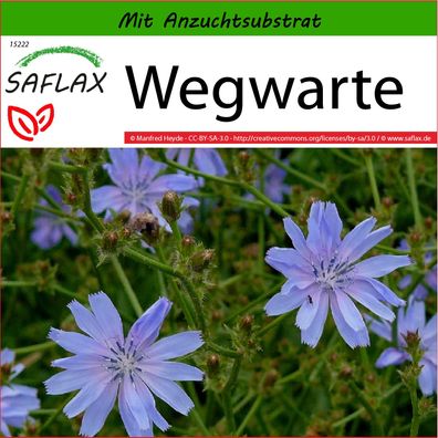 SAFLAX - Wegwarte - Cichorium - 250 Samen