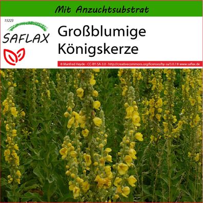 SAFLAX - Großblumige Königskerze - Verbascum - 500 Samen