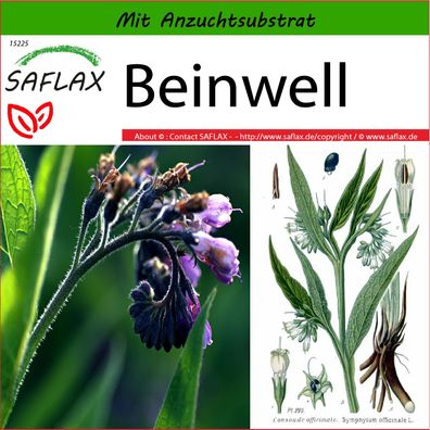 SAFLAX - Beinwell - Symphytum - 15 Samen