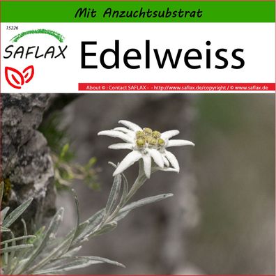 SAFLAX - Edelweiss - Leontopodium - 500 Samen