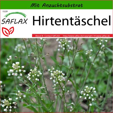 SAFLAX - Hirtentäschel - Capsella - 1000 Samen