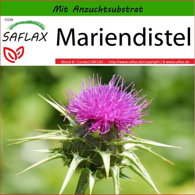 SAFLAX - Mariendistel - Silybum - 75 Samen