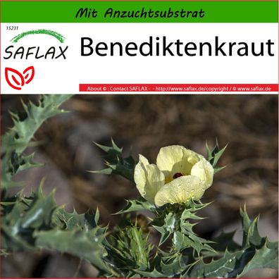 SAFLAX - Benediktenkraut - Cnicus - 50 Samen