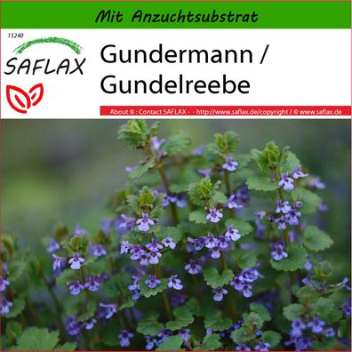 SAFLAX - Gundermann / Gundelreebe - Glechoma - 75 Samen